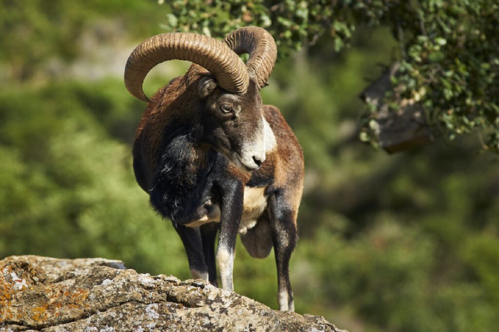Un mouflon sur un rocher dans le Caroux