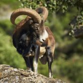 Un mouflon sur un rocher dans le Caroux