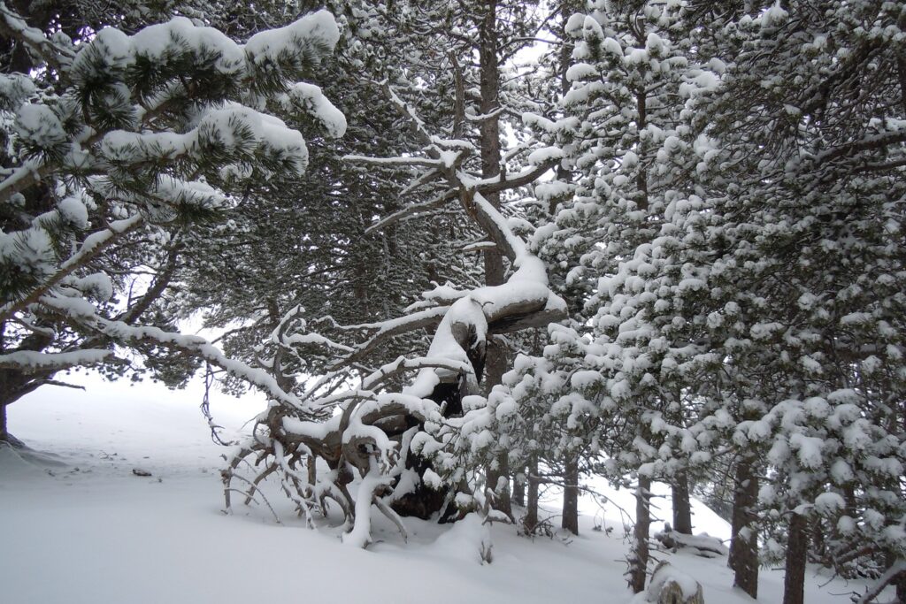 Paysage de forêt avec de la neige sur les arbres dans la zone de Montgarri