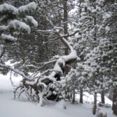Paysage de forêt avec de la neige sur les arbres dans la zone de Montgarri