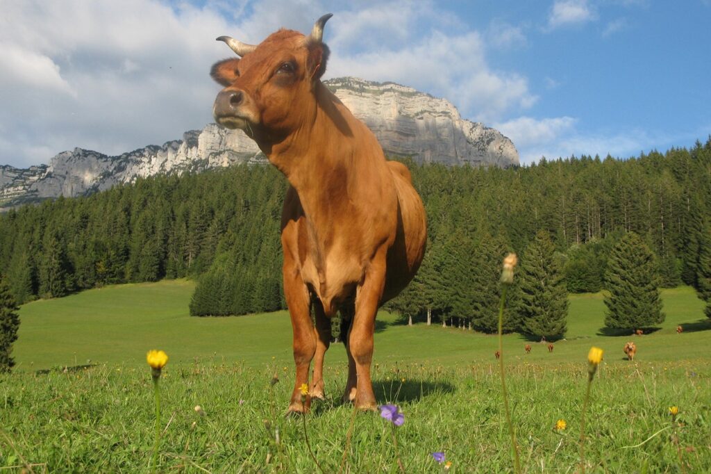 Paysage de montagne avec une vache encadrée de fleurs