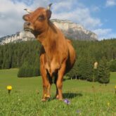 Paysage de montagne avec une vache encadrée de fleurs