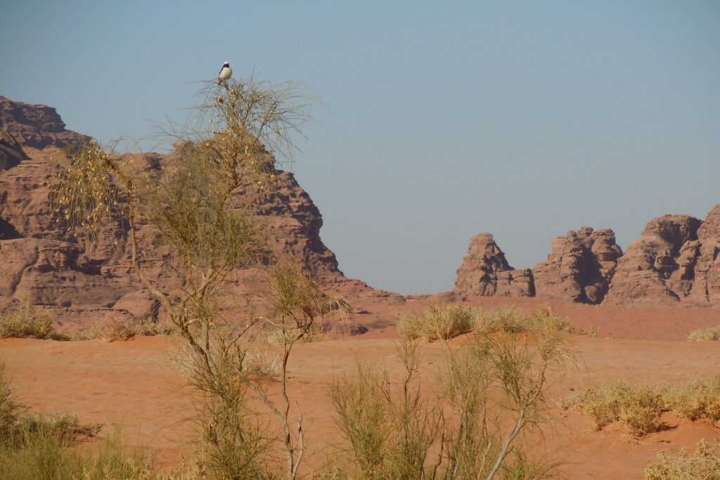 Paysage en Jordanie avec en fond des reliefs de montagne encadrés de plaines de sable