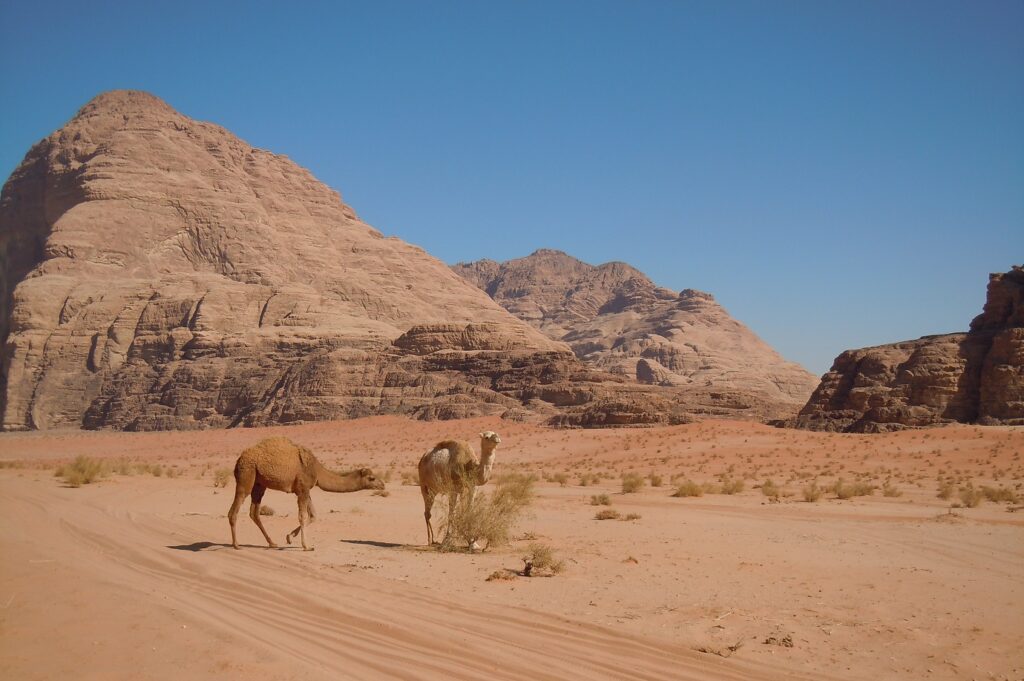 Deux dromadaires en Jordanie sur le sable du désert du Wadi Rum avec en arrière-plan des reliefs de montagne