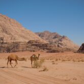 Deux dromadaires en Jordanie sur le sable du désert du Wadi Rum avec en arrière-plan des reliefs de montagne