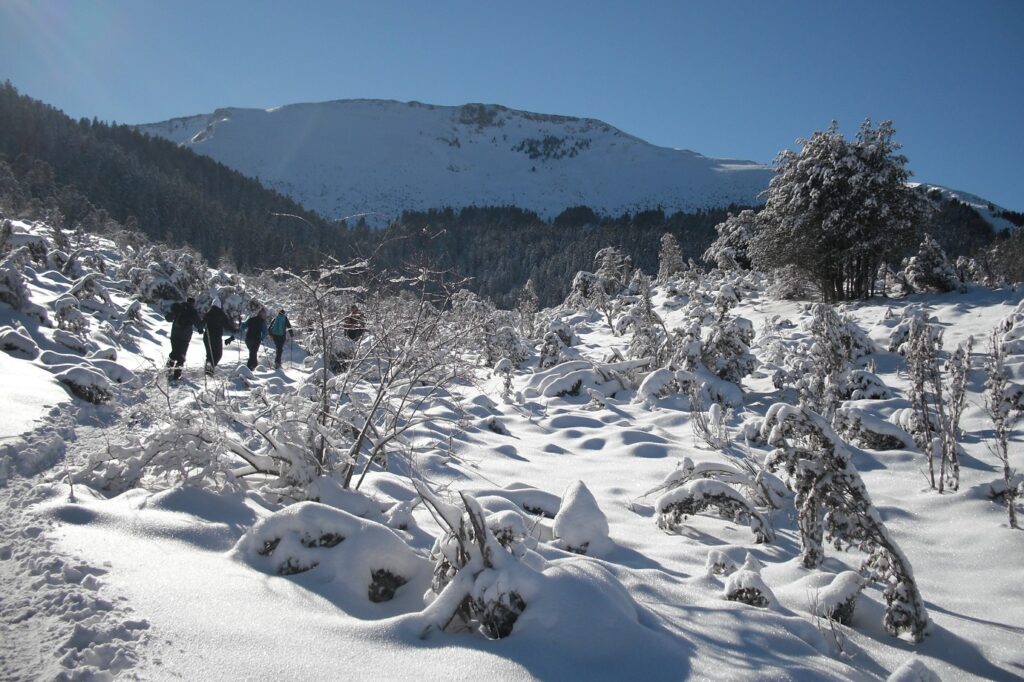 Paysage enneigé dans la vallée de Bigorre avec des arbres couverts de neige