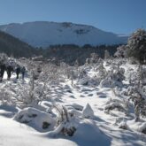 Paysage enneigé dans la vallée de Bigorre avec des arbres couverts de neige