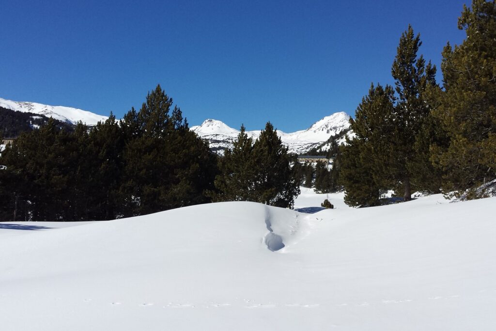 Paysage hivernal dans le capcir encadré de forêts et d'arbres de part et d'autre observé lors d'un séjour en raquettes
