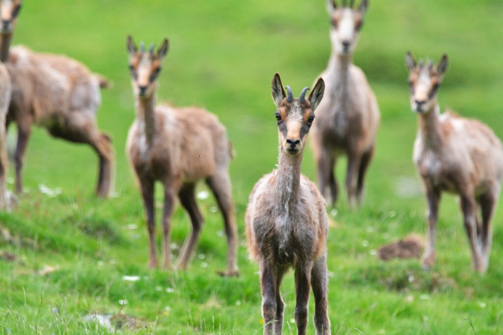 Groupe de jeunes isards dans un champ en montagne dans les Pyrénées
