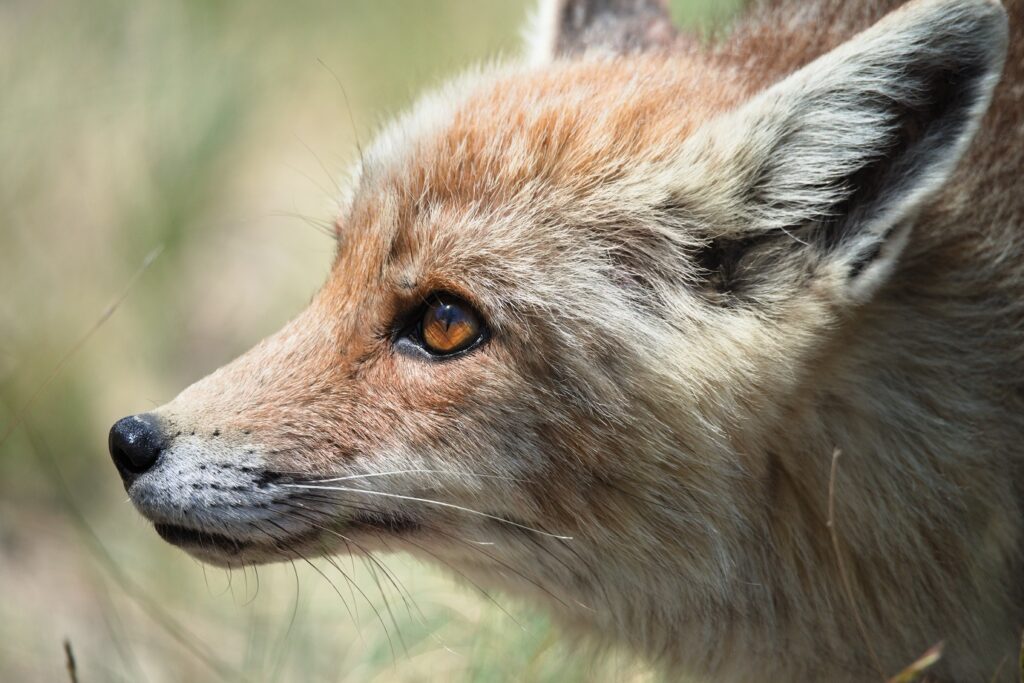 Photo de renard de très près où l'on voit bien son pelage grisé et orangé ainsi que la couleur caractéristique de ses yeux