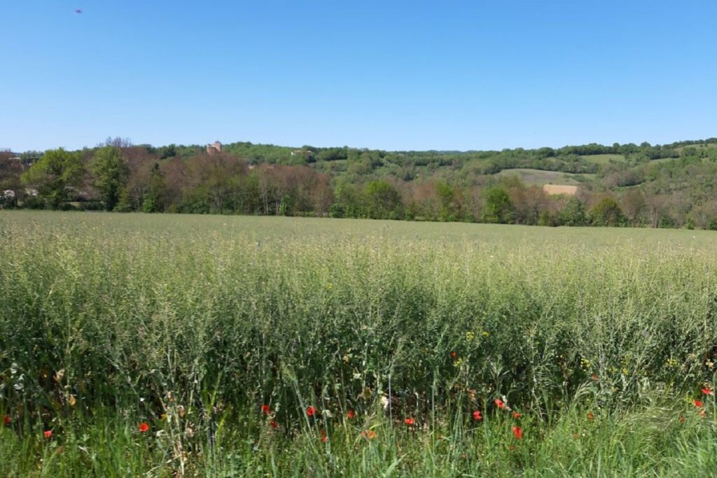 Paysage de la campagne dans le Quercy-Rouergue avec des plantes et des cultures