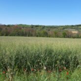 Paysage de la campagne dans le Quercy-Rouergue avec des plantes et des cultures