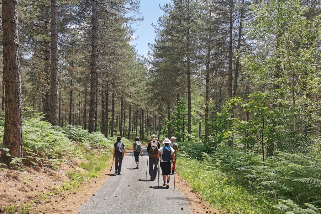 Groupe de randonneurs sur un sentier de randonnée encadré d'arbres de part et d'autre