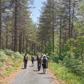 Groupe de randonneurs sur un sentier de randonnée encadré d'arbres de part et d'autre