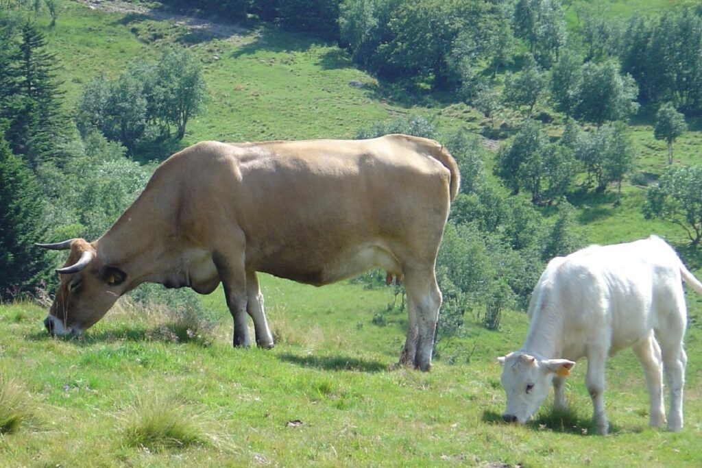 Deux vaches en pâture dans un champ en Auvergne à flanc de montagne.