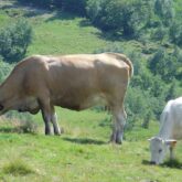 Deux vaches en pâture dans un champ en Auvergne à flanc de montagne.