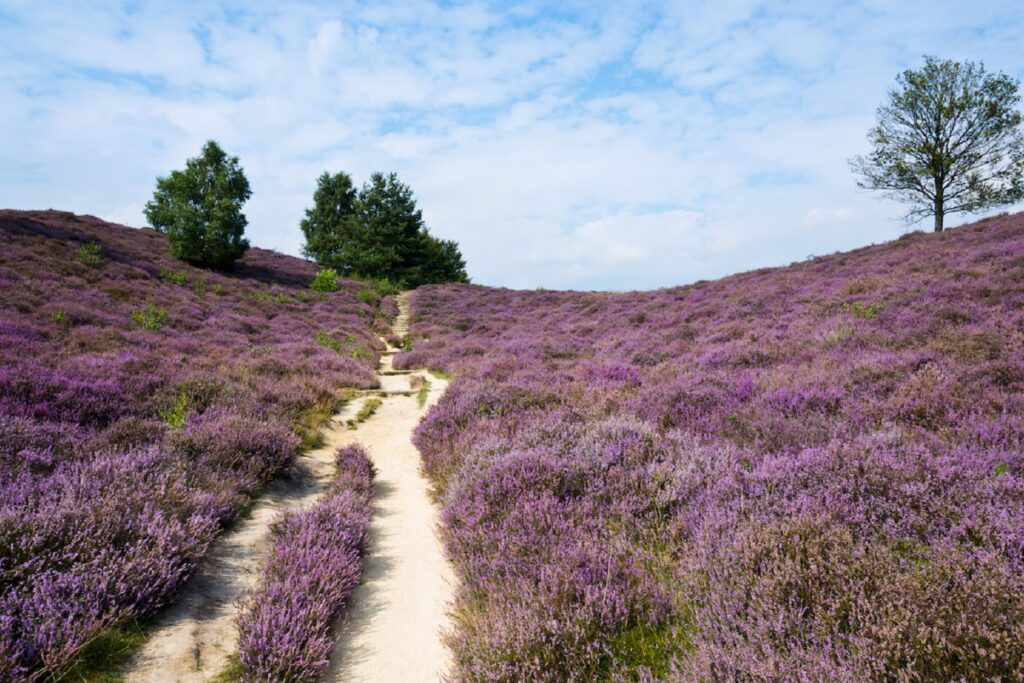 Paysage d'un sentier à travers un champ de bruyère avec un soleil estival