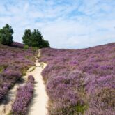Paysage d'un sentier à travers un champ de bruyère avec un soleil estival
