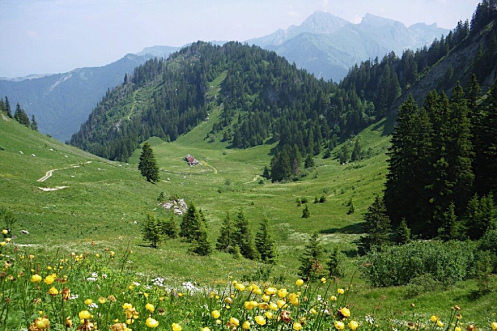 Paysage de montagne depuis un point en hauteur, vue sur le flanc de la montagne avec des fleurs et des arbres ainsi qu'une vallée en contrebas