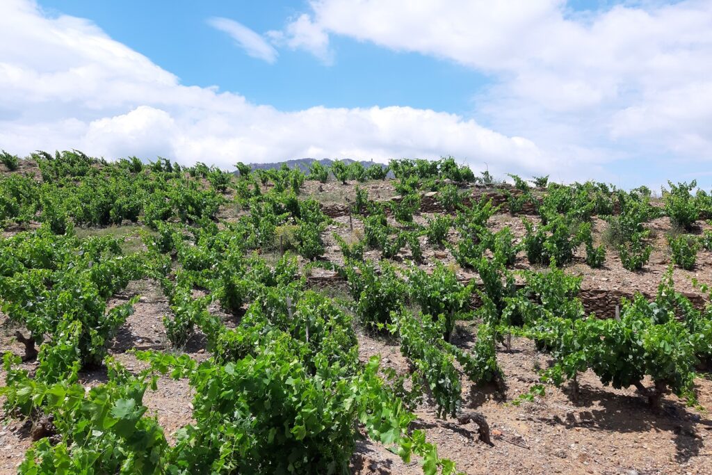 Paysage de montagne avec des vignes au premier plan sous un temps estival