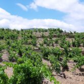 Paysage de montagne avec des vignes au premier plan sous un temps estival