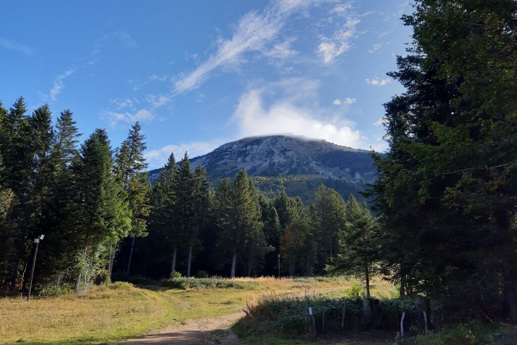 Paysage estival dans le Vercors avec des arbres sur un plateau avec de l'herbe et en fond un sommet