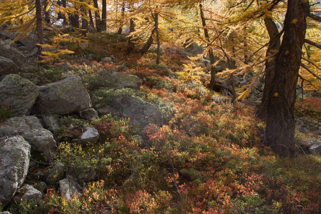 Paysage de montagne dans une forêt avec des couleurs automnales et les rayons de soleil qui passent à travers le feuillage