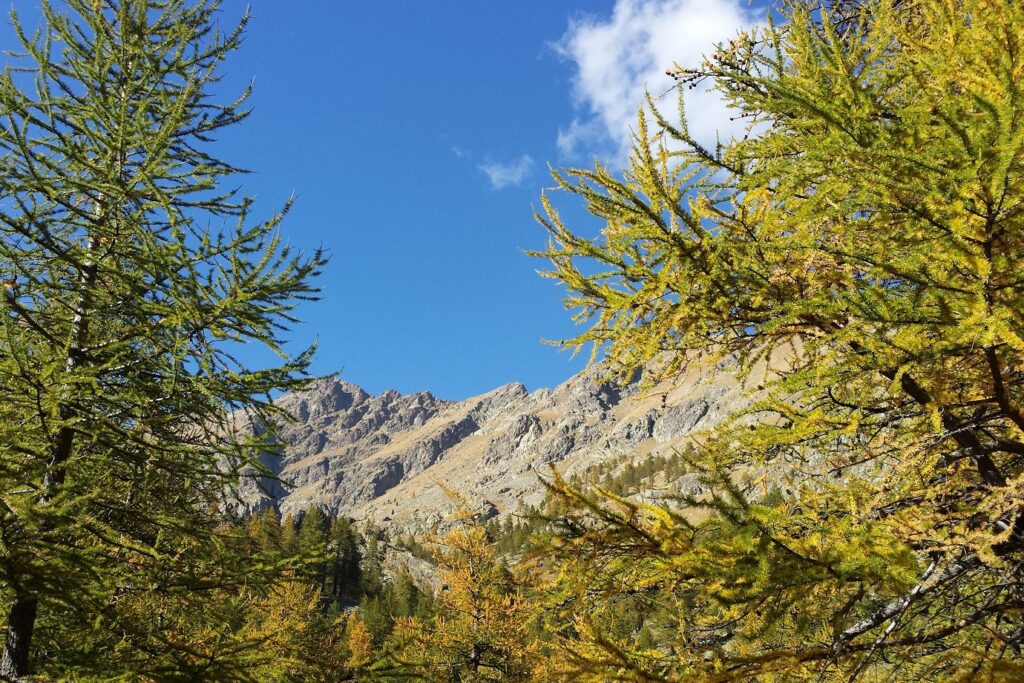 Paysage de montagne encadré par des arbres aux couleurs vertes et jaunes, avec en fond divers sommets