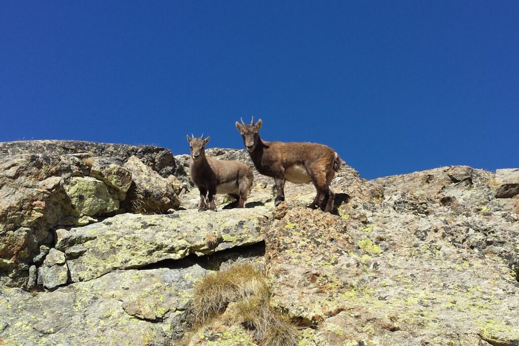 Deux chamois en montagne dans le Mercantour à flanc de montagne sur les roches