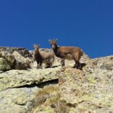 Deux chamois en montagne dans le Mercantour à flanc de montagne sur les roches