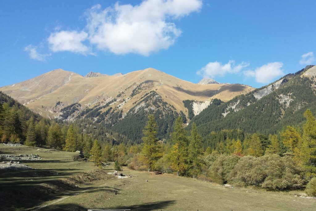 Paysage de montagne ensoleillé avec une prairie au premier plan encadré d'une forêt et en fond des sommets caractéristiques de la zone