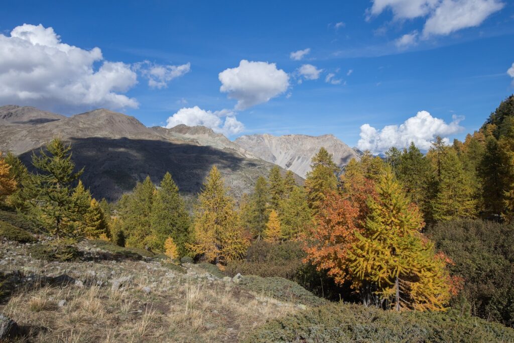 Paysage de montagne avec des arbres de couleurs automnales entre le vert, l'orange et le rouge, avec des sommets à l'arrière-plan