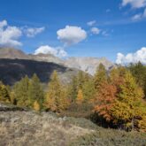 Paysage de montagne avec des arbres de couleurs automnales entre le vert, l'orange et le rouge, avec des sommets à l'arrière-plan