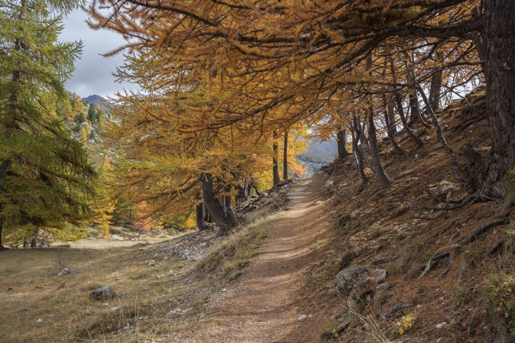 Paysage de montagne avec un sentier sous les arbres de différentes couleurs