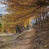 Paysage de montagne avec un sentier sous les arbres de différentes couleurs