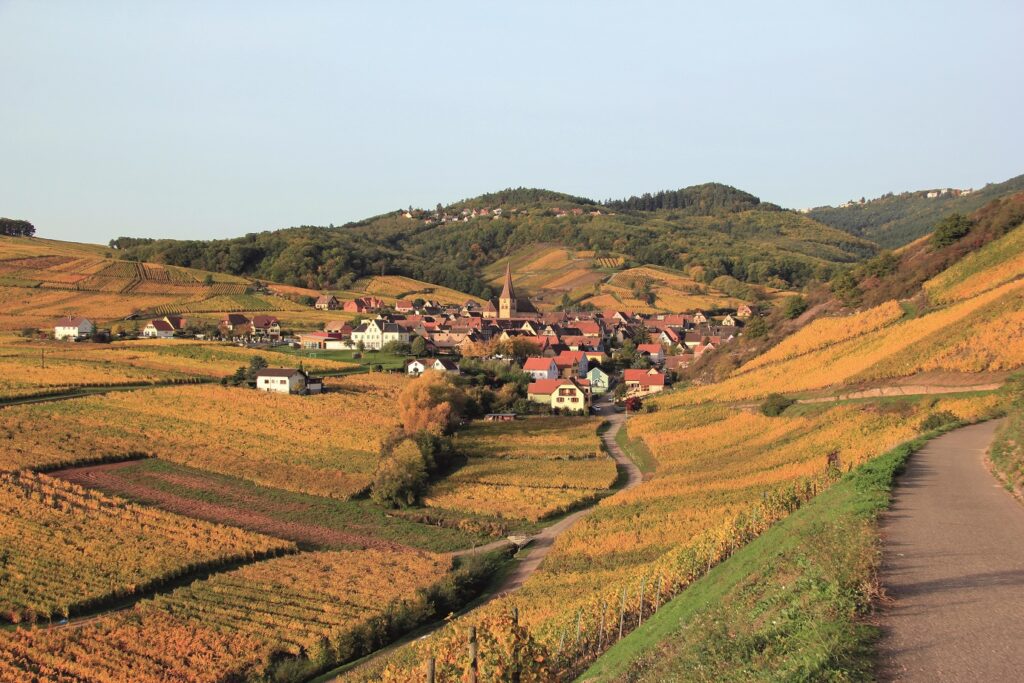 Paysage de la campagne alsacienne avec des champs de blé