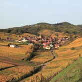 Paysage de la campagne alsacienne avec des champs de blé