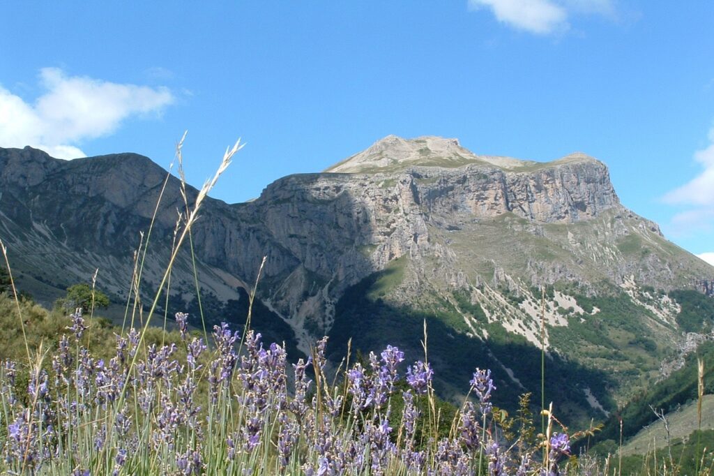 Paysage de montagne avec au premier plan des fleurs violettes et à l'arrière-plan des sommets observés lors d'un séjour retrouvant dans le Buëch Dévoluy