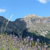 Paysage de montagne avec au premier plan des fleurs violettes et à l'arrière-plan des sommets observés lors d'un séjour retrouvant dans le Buëch Dévoluy