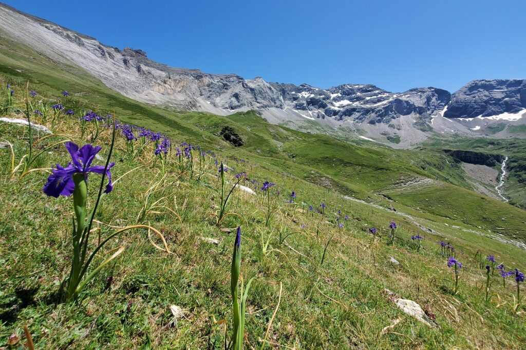 Paysage de montagne avec au premier plan une fleur et à l'arrière-plan une crête de sommets