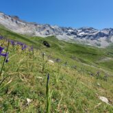 Paysage de montagne avec au premier plan une fleur et à l'arrière-plan une crête de sommets