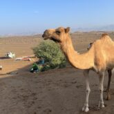 Paysage à Oman avec un dromadaire au centre de l'image