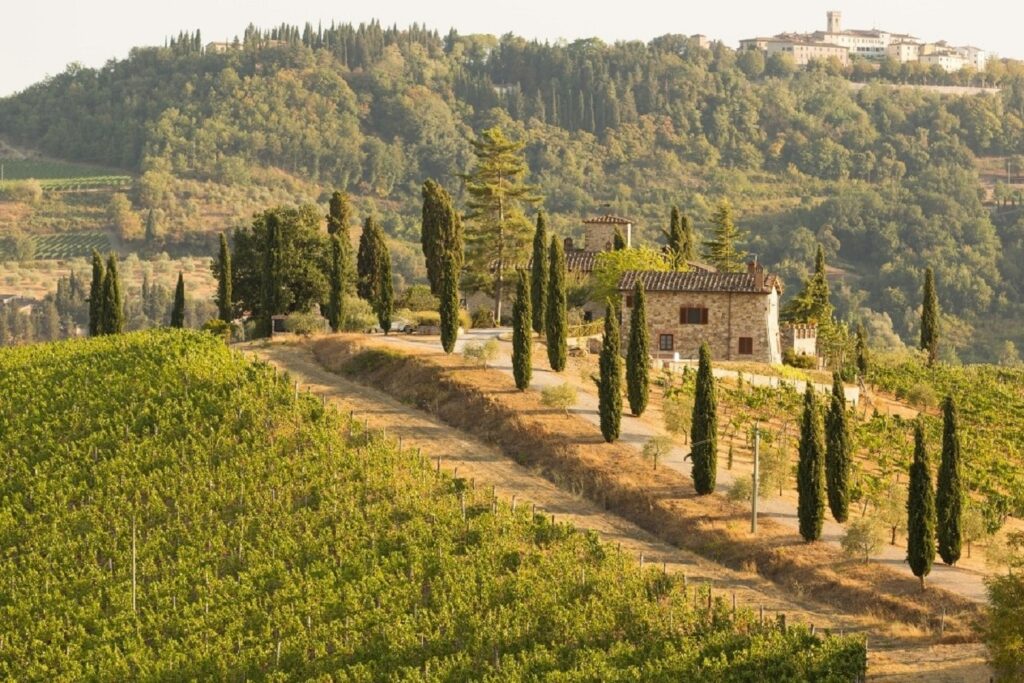 Paysage d'un domaine viticole en Italie avec des vignes sur la gauche de l'image, et des cyprès sur la droite qui encadrent la piste d'accès à la maison principale du domaine