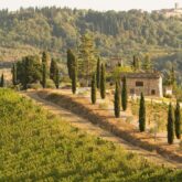 Paysage d'un domaine viticole en Italie avec des vignes sur la gauche de l'image, et des cyprès sur la droite qui encadrent la piste d'accès à la maison principale du domaine