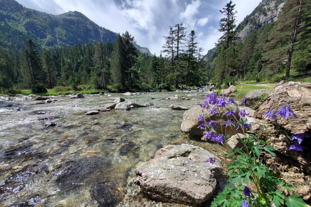 Paysage de montagne avec des fleurs sauvages ainsi qu'une forêt et des sommets à l'arrière-plan