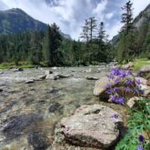 Paysage de montagne avec des fleurs sauvages ainsi qu'une forêt et des sommets à l'arrière-plan