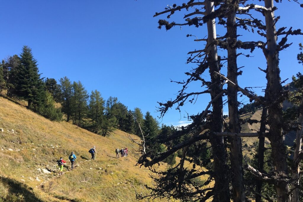 Paysage de montagne avec des arbres au premier plan et à l'arrière-plan des forêts à flanc de montagne