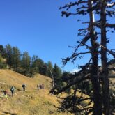 Paysage de montagne avec des arbres au premier plan et à l'arrière-plan des forêts à flanc de montagne