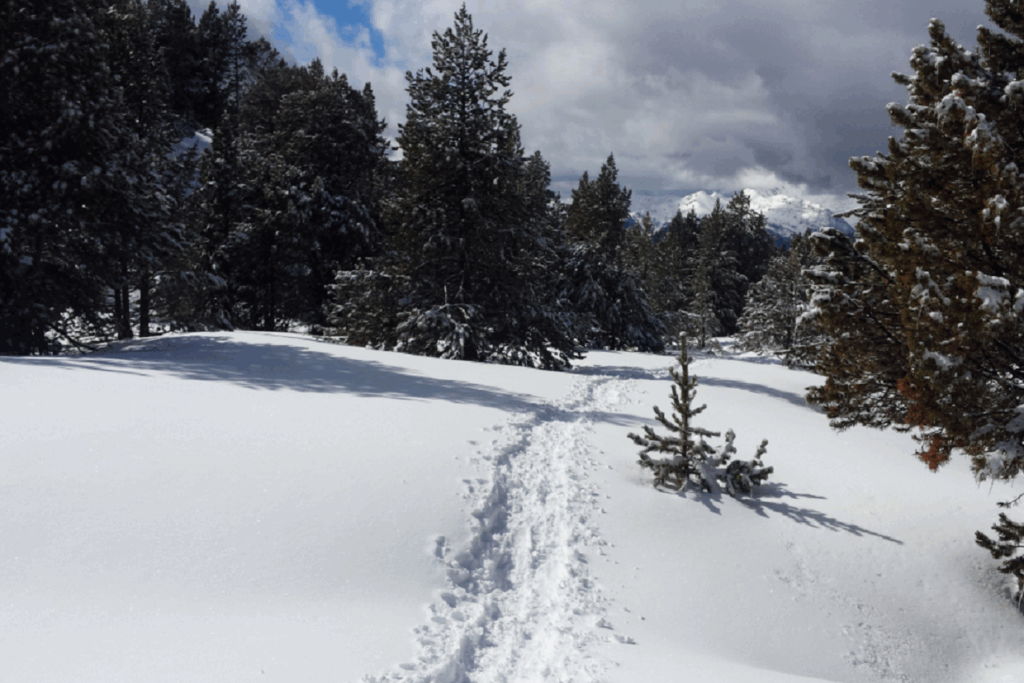 Paysage hivernal dans le massif du Néouvielle avec des arbres enneigés de part et d'autre d'une trace de raquette