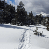 Paysage hivernal dans le massif du Néouvielle avec des arbres enneigés de part et d'autre d'une trace de raquette